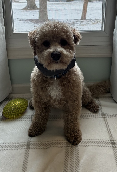 Entry image for Duke. Clicking this image will show a larger photo