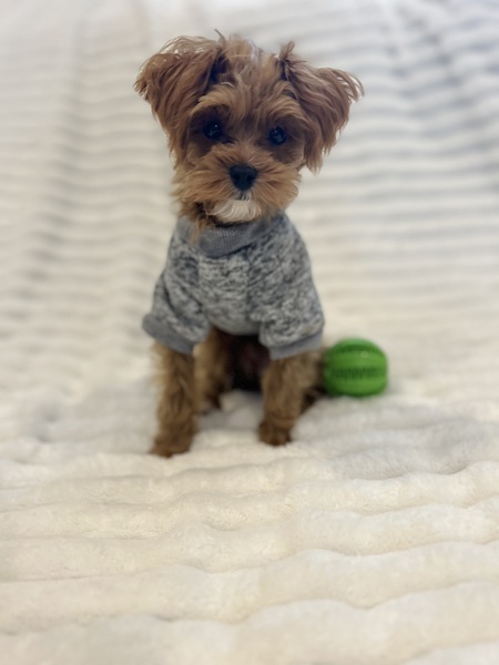 Entry image for Ozzie. Clicking this image will show a larger photo