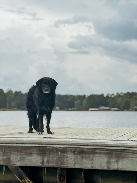 Entry image for Gus . Clicking this image will show a larger photo