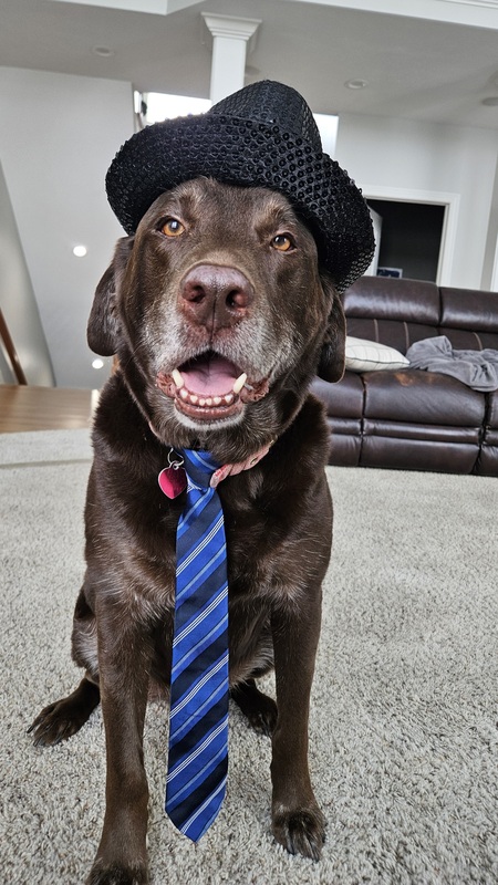 Entry image for Milo. Clicking this image will show a larger photo