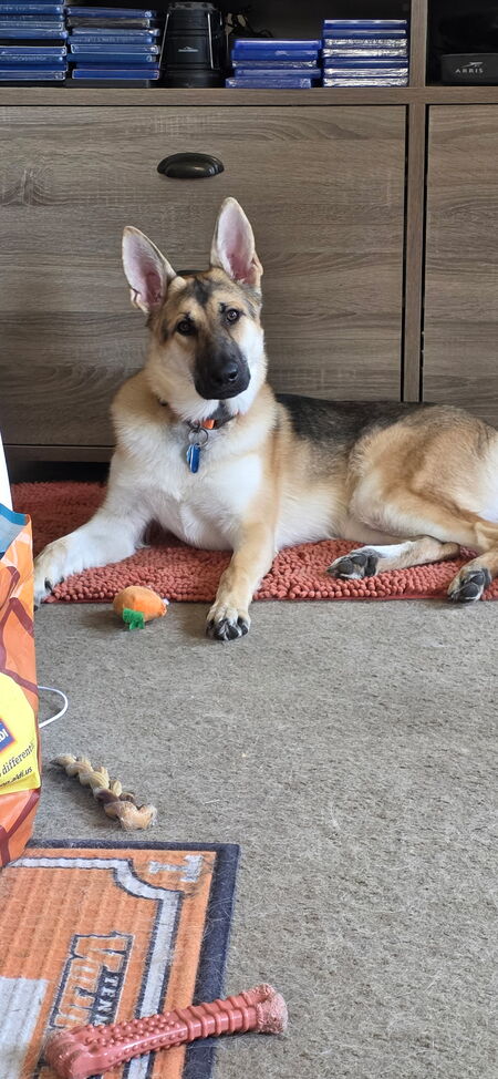 Entry image for SADIE MAE . Clicking this image will show a larger photo