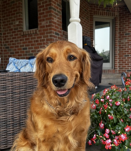 Entry image for Luna. Clicking this image will show a larger photo