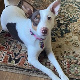 Entry image for Cinnamon