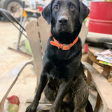 Entry image for Wilson