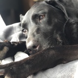 Entry image for Sophie