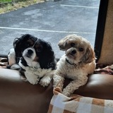 Entry image for Peanut/Butter