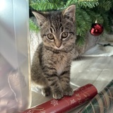 Entry image for Cricket