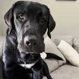 Entry image for Charlie