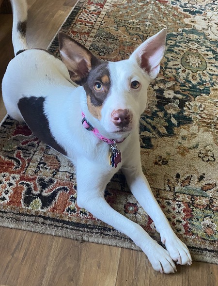 Entry image for Cinnamon. Clicking this image will show a larger photo