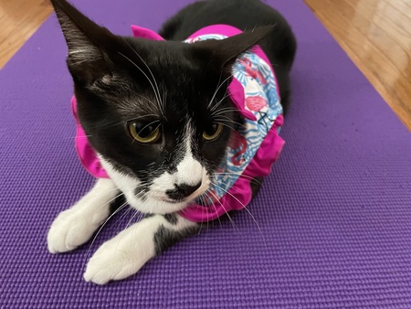 Entry image for Doc. Clicking this image will show a larger photo