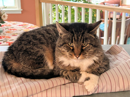 Entry image for Sally. Clicking this image will show a larger photo