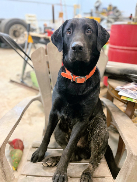 Entry image for Wilson. Clicking this image will show a larger photo