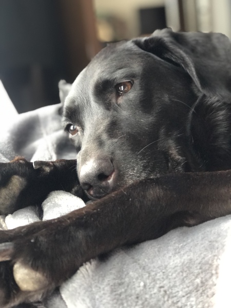 Entry image for Sophie. Clicking this image will show a larger photo