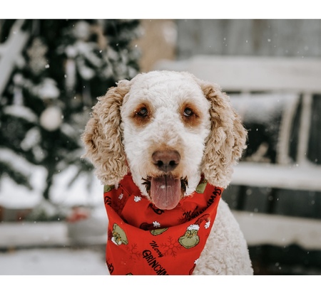 Entry image for Murray. Clicking this image will show a larger photo