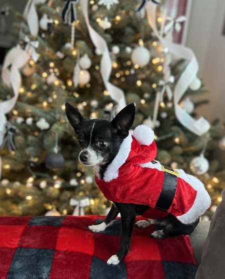 Entry image for Jack. Clicking this image will show a larger photo