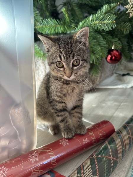 Entry image for Cricket. Clicking this image will show a larger photo