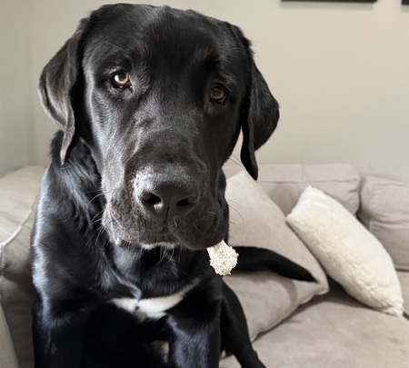 Entry image for Charlie. Clicking this image will show a larger photo