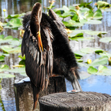 Entry image for Anhinga: The Art of Preening