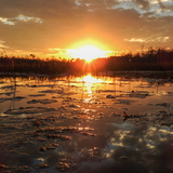 Entry image for Glades Glow