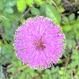 Entry image for Flowerworks Display