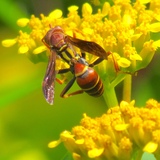 Entry image for Hunter's Little Paper Wasp