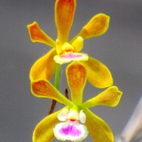 Entry image for Florida Butterfly Orchid