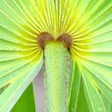 Entry image for Let's Be Fronds