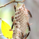 Entry image for Gimme Hive!