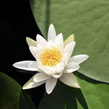 Entry image for Stillness in Bloom