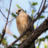 Entry image for Eyes on the Prize