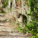 Entry image for Bobcat