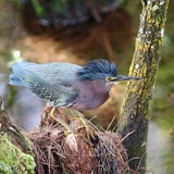 Entry image for Hunting