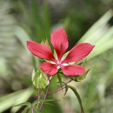 Entry image for Red Beauty 