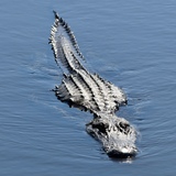 Entry image for Here I Come