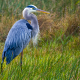 Entry image for Blue Magic