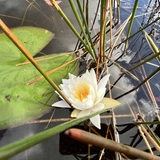 Entry image for Blooming in the Marsh