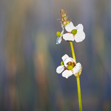 Entry image for The Visitor