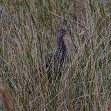 Entry image for Hidding