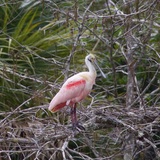 Entry image for Nesting Checking 