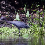 Entry image for Looking for Lunch