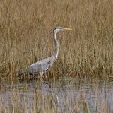 Entry image for Nothing Better than Grassy Waters
