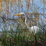 Entry image for Grassy Great Egret