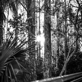 Entry image for Shining Through