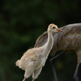 Entry image for A Gentle Beginning 