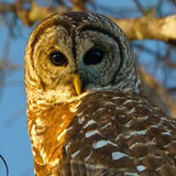 Entry image for Barred Owl
