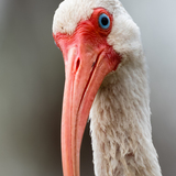 Entry image for The curious Ibis 