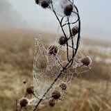 Entry image for Spider Condo