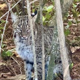 Entry image for Bob the Cat