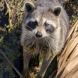 Entry image for Racoon