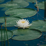 Entry image for In Bloom